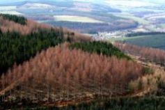 Craigellachie from Blue Hill